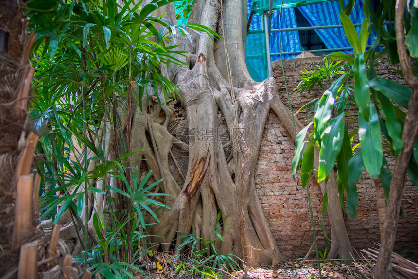 泰国的树根树根图片