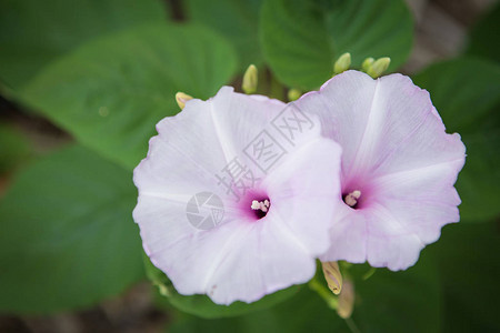 美丽的牵牛花树图片