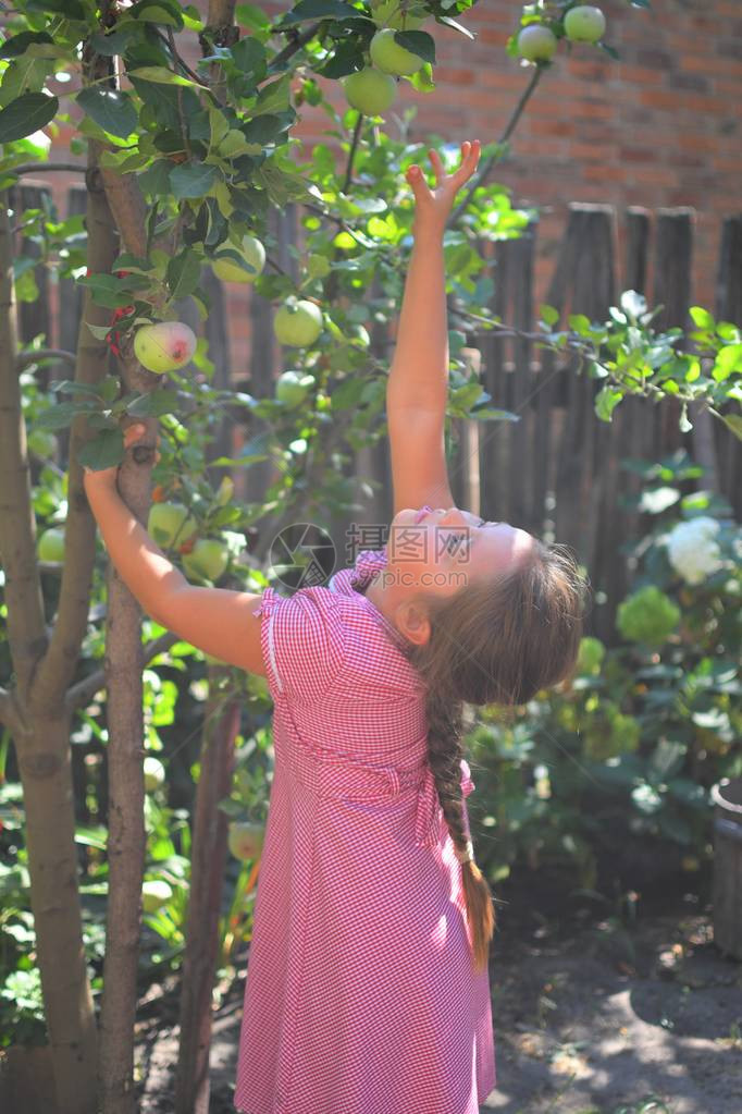 苹果园里拿着苹果的女孩子在果园里吃有机苹果收获概念花园图片