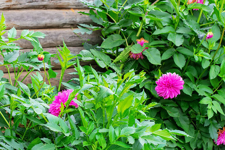 夏花园里的粉红菊花图片