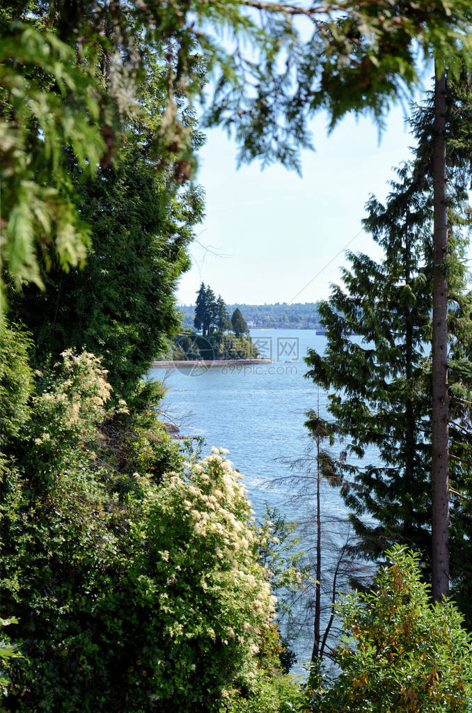 在温哥华斯坦利公园令人惊叹的海墙树枝旁长青树木和蓝色大海在阳图片