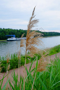 河岸上美丽的草地场景被风吹散背景里有图片