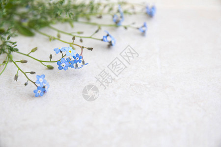 浅色背景上的蓝色myosotis花创建相册和明信片的基础鲜花难背景图片