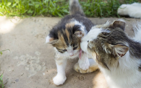 猫妈亲切地舔她的小猫用一块图片