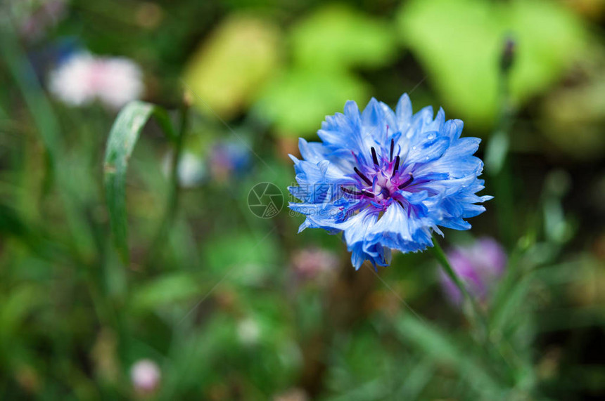 花园里美丽的蓝花朵关图片