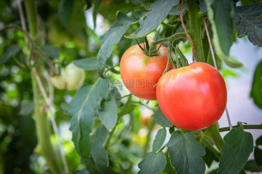 在有机农场种植番茄在温室树枝上种植的里图片