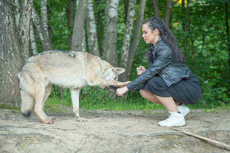 年轻的年轻女子与volkosob狼狗在大自高清图片