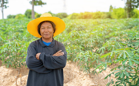 具有木薯田地背景的聪明女农民跨过她的双臂图片