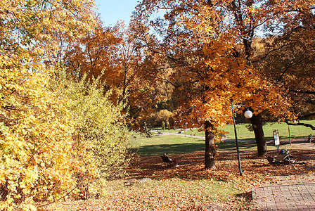 秋天落叶的秋天公园图片