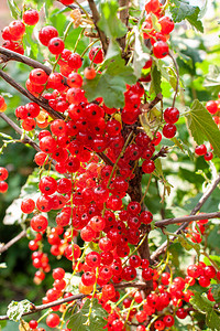 树枝上的红圆菜浆果Ribesr图片