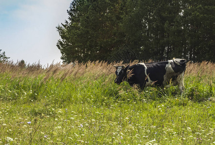 黑白母牛在绿色的草地上咀嚼草图片