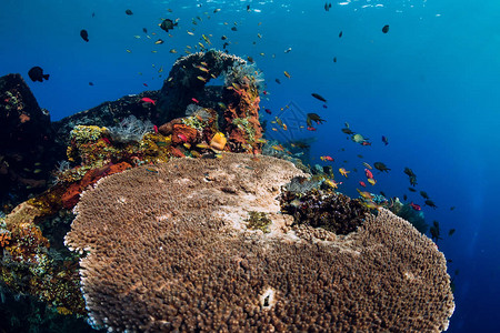 神奇的水下世界有珊瑚和图片