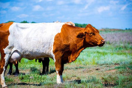 南草原红棕白牛图片