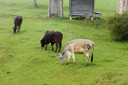 萨卡特维洛奶牛整齐的高清图片