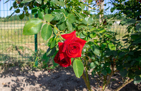 花园自然中美丽的玫瑰图片