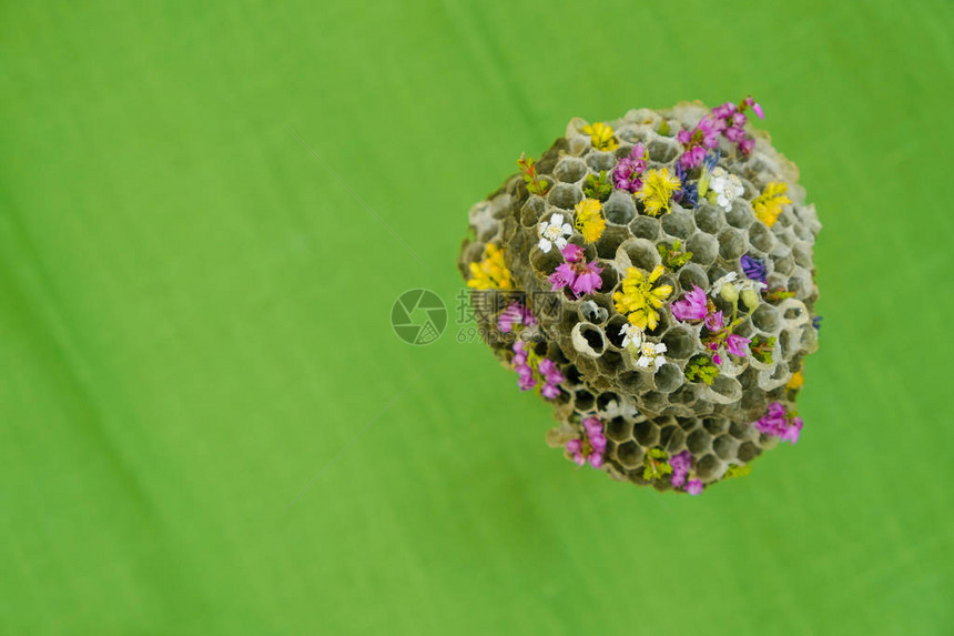 荒野黄蜂的空洞蜂房在绿色表面装饰小花朵复图片