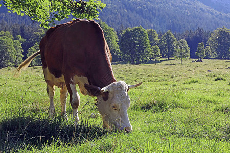 西门塔尔牛在巴伐利亚山中有一只带背景