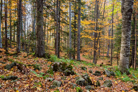 明亮的金色秋天森林的奇幻景观图片