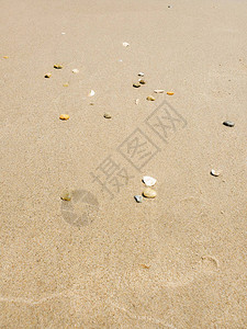 海贝壳冲上沙滩图片