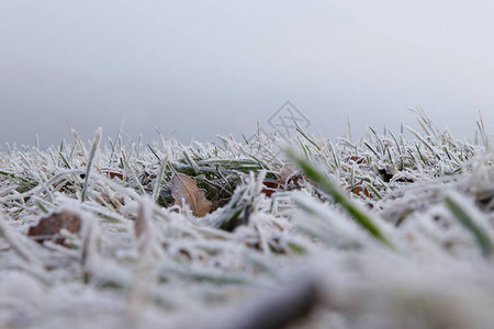 有雾情况的冬季花园上的草雪覆盖早晨野草的冻茎能见度差背景图片