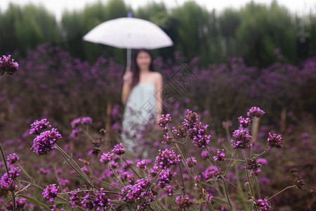 马鞭草花园的年轻女子图片