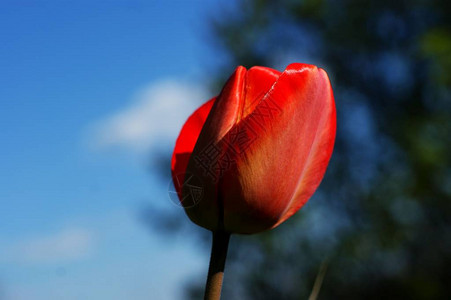 红郁金花春花开草原一朵花野图片