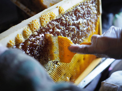 打开蜂窝的过程提取蜂蜜图片