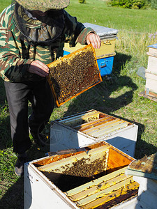 养蜂人正在和养蜂人一起工作图片