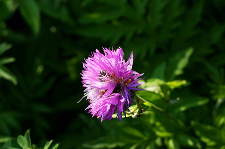 一个小紫色的野花或杂草图片