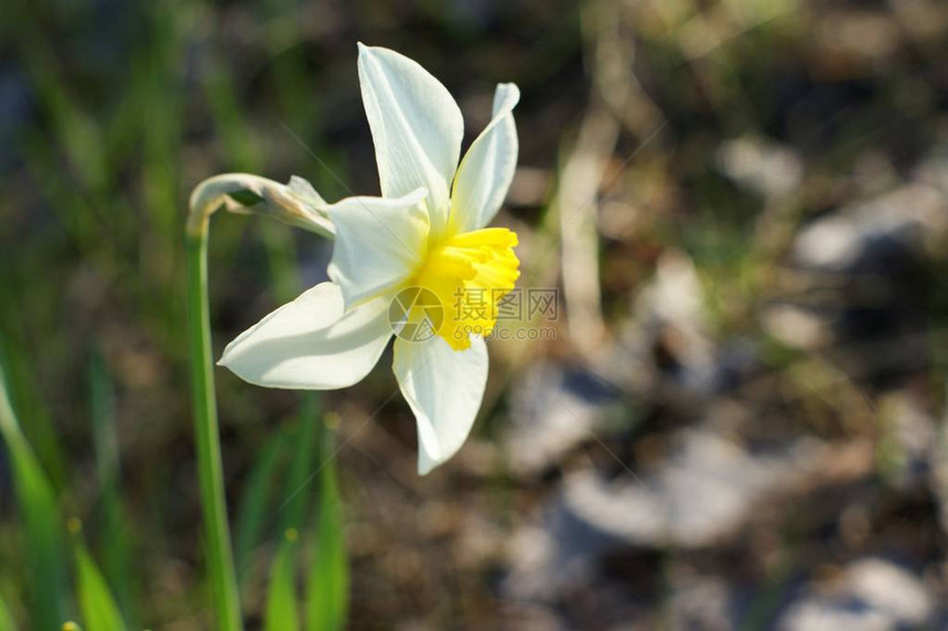 与黄色喇叭的白色水仙花绿色背景上的白色水仙花选择焦点图片
