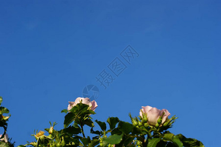 蓝色天空背景的文字自由空间的浪漫图片