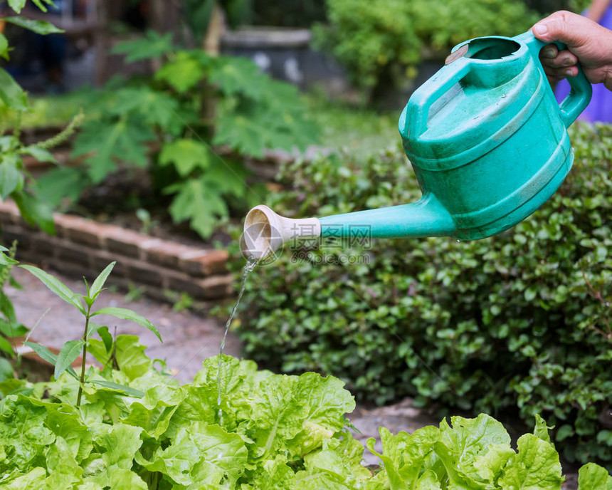 用绿色塑料喷壶浇灌农业植物农民手浇注种植有机蔬菜食品图片