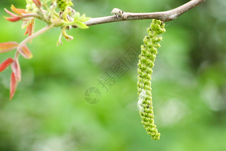 胡桃花树枝上的胡桃花复制空图片