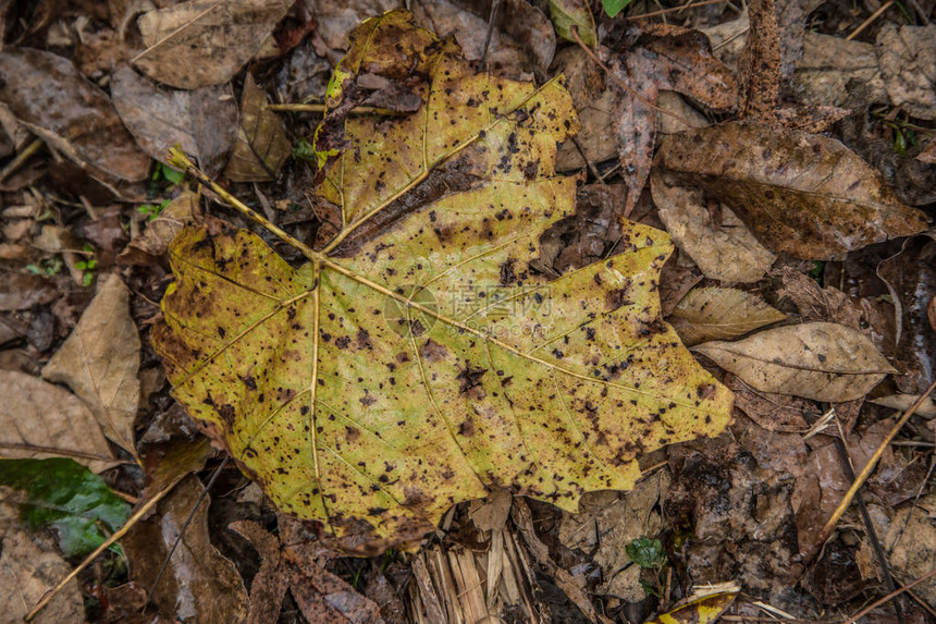 下秋天地上的一片湿黄叶子与其他图片