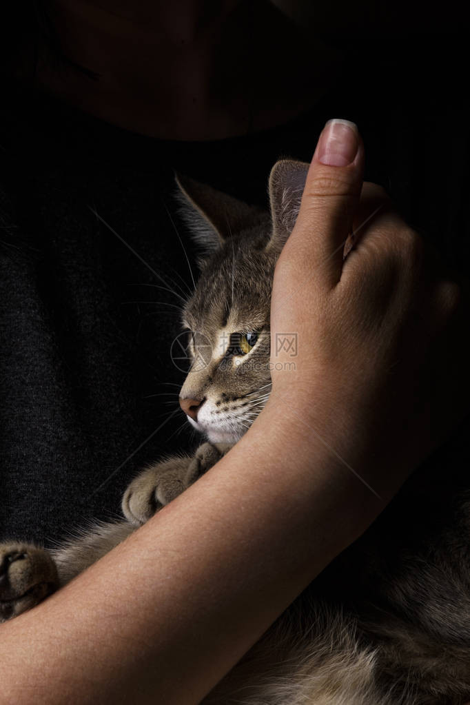 一只漂亮的灰猫坐在情妇的手上黄色眼睛的灰色虎斑可爱小猫宠物和生图片