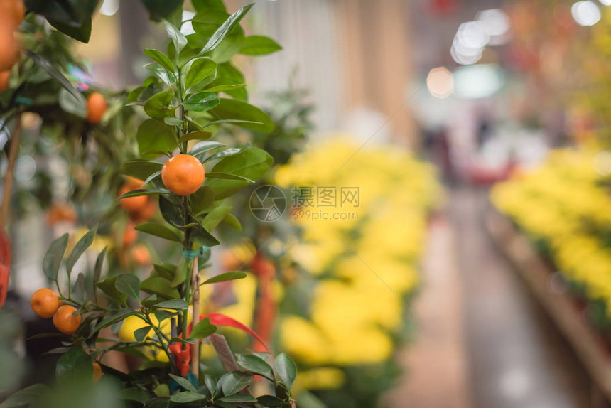 美国德克萨斯州越南农历新年的特写金橘树明亮的黄色菊图片