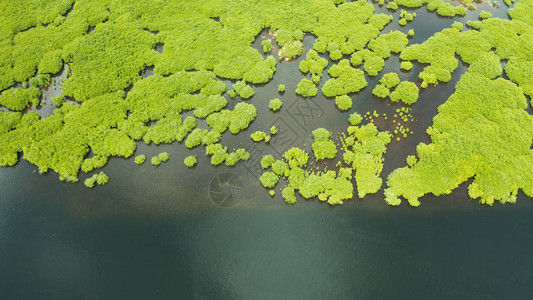 菲律宾Siargao岛上方湿地热带风景图片