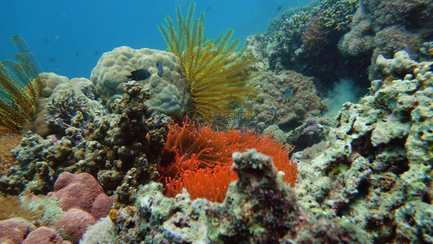 珊瑚礁与鱼类硬珊瑚和软珊瑚在水下风貌的地貌图片
