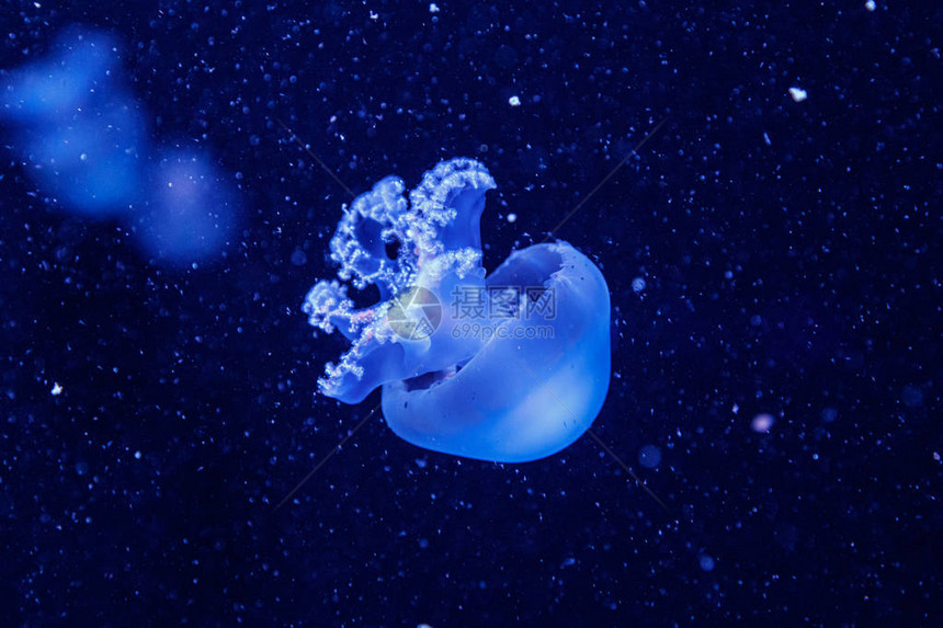 一只美丽的水母rhizostomapulmo的宏特写图片