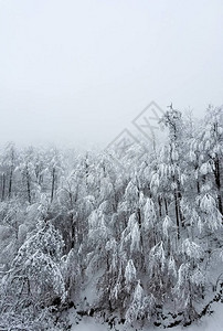 寒冷的森林树木覆盖着大雪和冰块以备图片