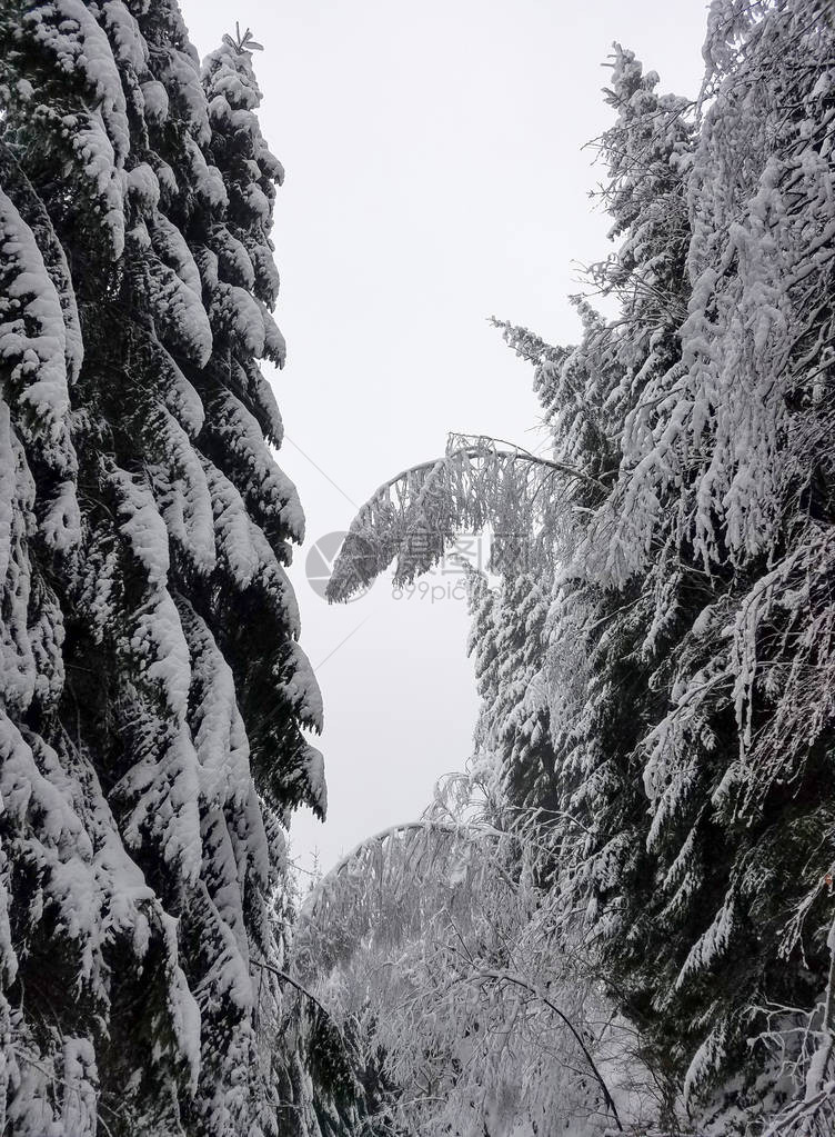 冷冻的树枝覆盖着大雪和冰以享受冬图片