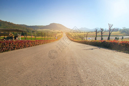 夏天的公路乡村路边Concep旁边有树图片