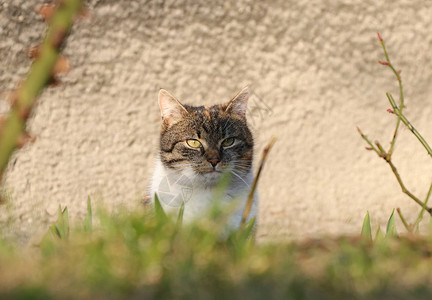 侦察员家猫荒野高清图片