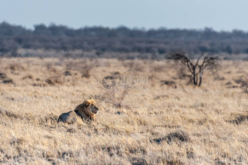 居住在纳米比亚Etosha公园平原上的雄狮子PantheraLeo的印图片