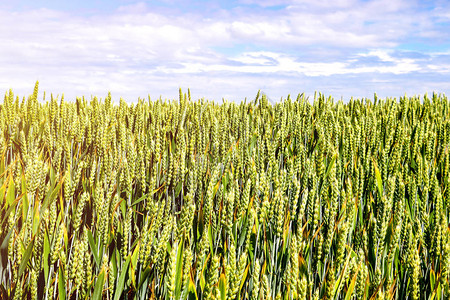 小麦或大麦的，绿地，自然背景图片