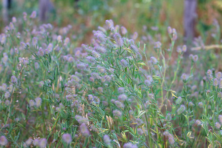 紫色野花的布什美丽的图片