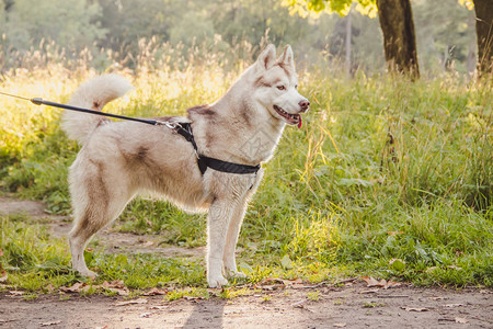 秋天在公园散步的年轻哈士奇狗哈士奇品种轻蓬松的狗与狗同行狗在皮带上漂图片