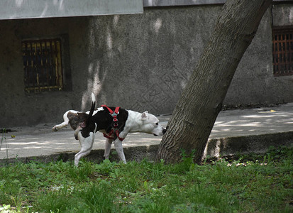 狗在草地上拉屎图片