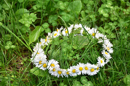 草地上草地上的雏菊花环图片