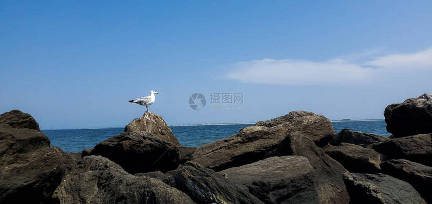 海鸥坐在海边的岩石上图片